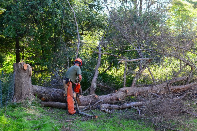 Arborist Tree Service detail