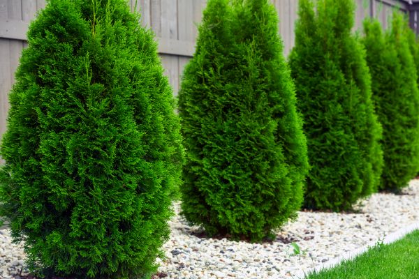 Arborvitae Planting in Farmington