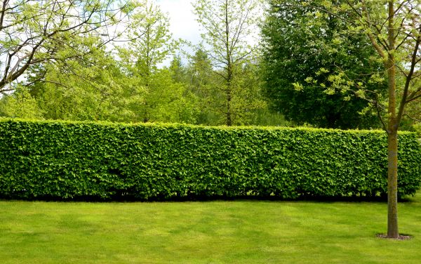Hedge Planting in Farmington