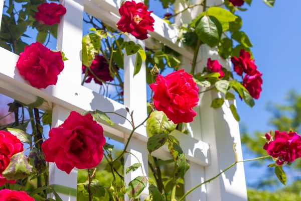 Home Gardening Service in Farmington