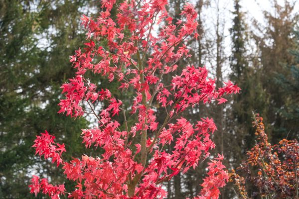 Japanese Maple Planting in Farmington