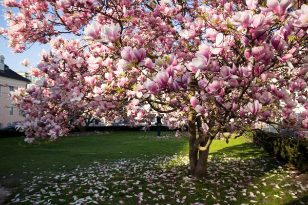 Magnolia Tree Planting in Farmington