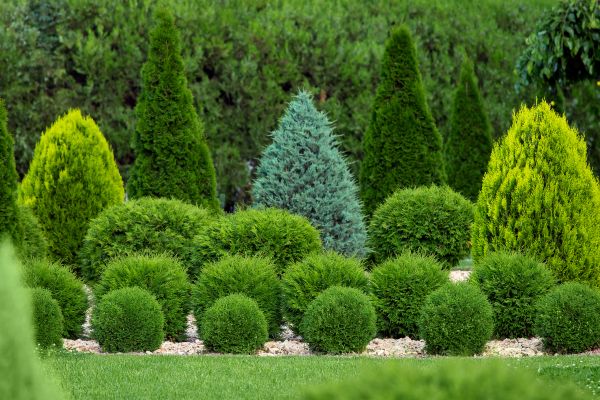 Shrub Replacement in Farmington