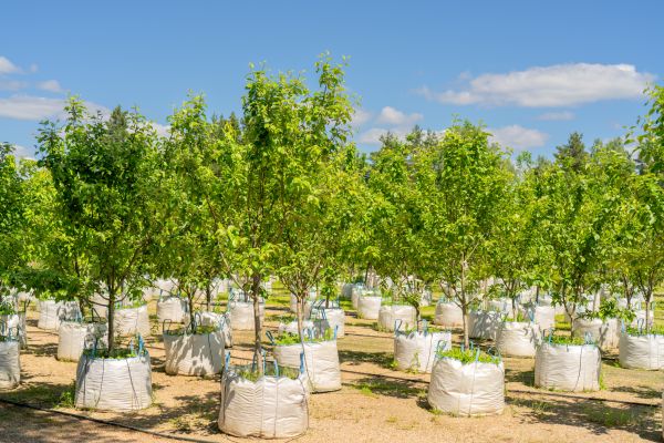 Tree Planting Service in Farmington