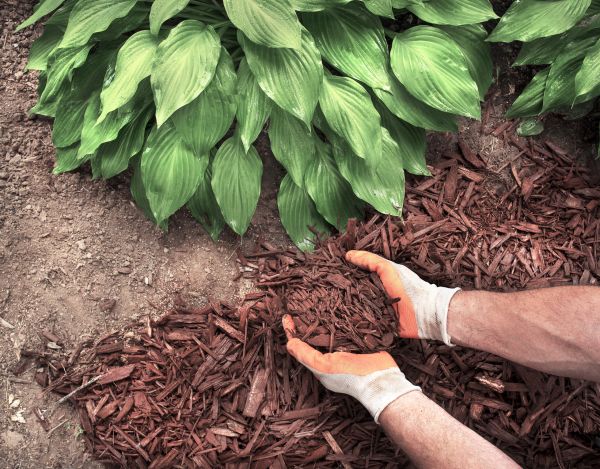 Shredded Mulch Service in Farmington