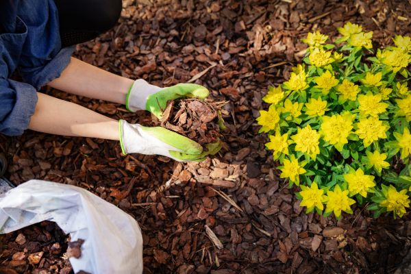 Pine Bark Mulch Installation in Farmington