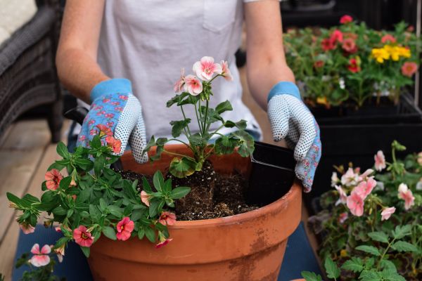 Plant Care Service in Farmington