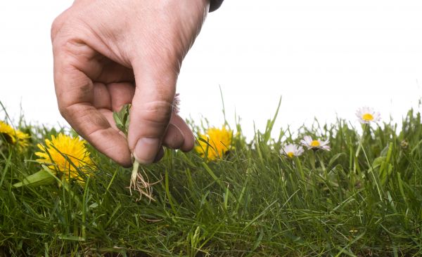 Lawn Weeding in Farmington
