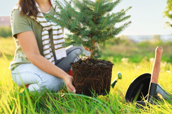 Spruce Tree Planting in Farmington