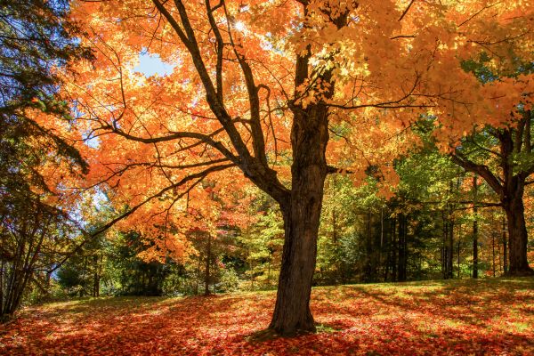 Maple Tree Planting in Farmington