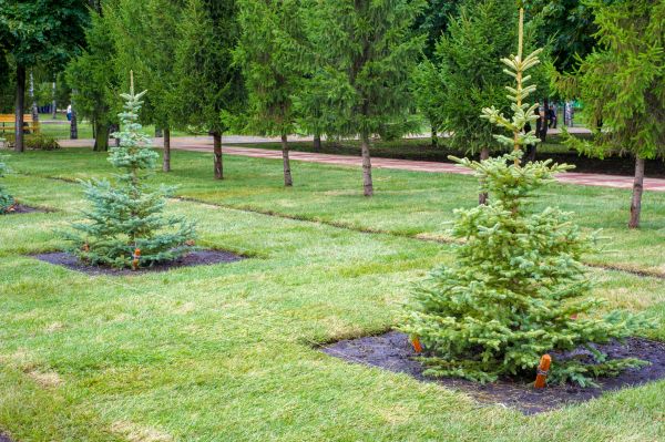 Privacy Trees Planting in Farmington