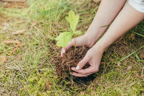 Oak Tree Planting in Farmington