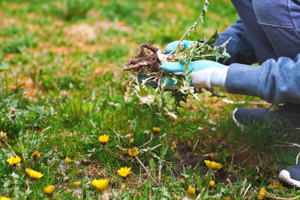 Flower Bed Clearing in Farmington