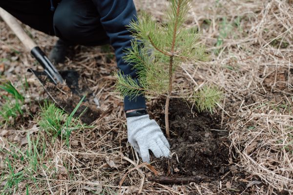 Pine Tree Planting in Farmington