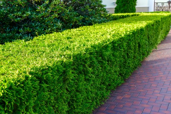 Hedge Installation in Farmington