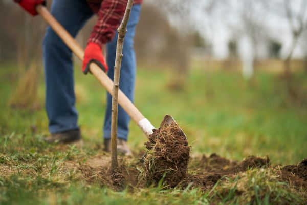 Trees Planting in Farmington