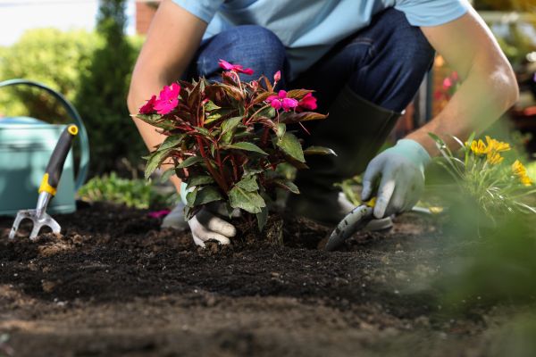 Plant Replacement in Farmington