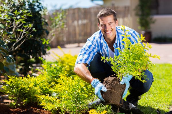 Shrub Landscaping in Farmington