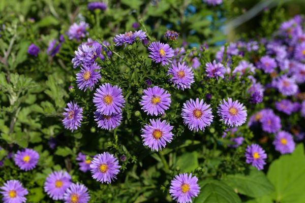 Perennial Flower Planting in Farmington