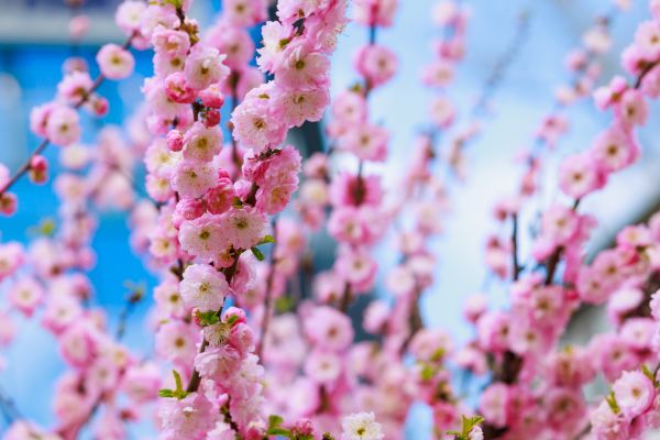 Japanese Cherry Tree Planting in Farmington