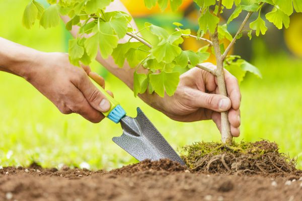 Fruit Tree Planting in Farmington