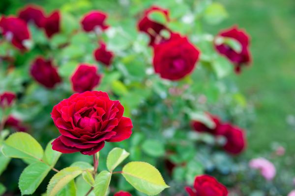 Rose Planting in Farmington