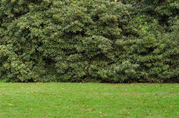 Privacy Hedge Planting in Farmington