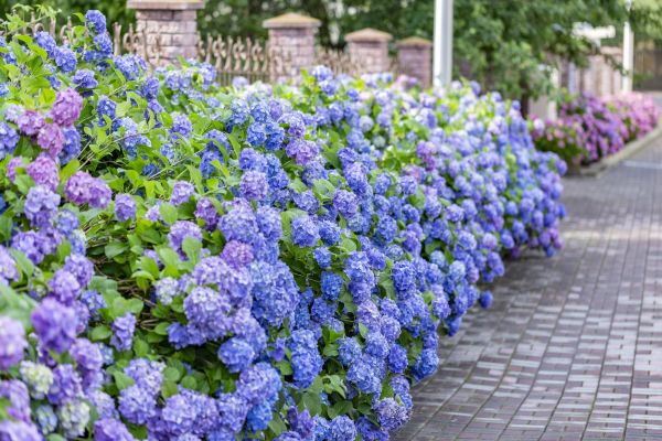Hydrangea Landscaping in Farmington