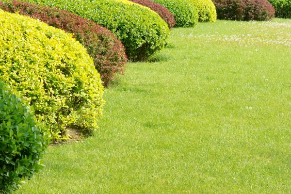 Shrubbery Planting in Farmington