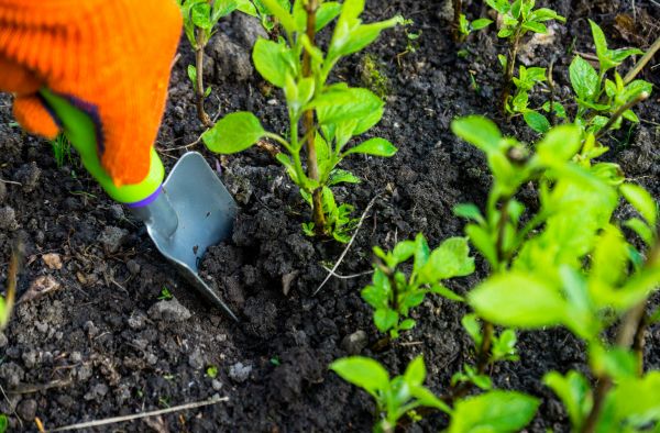 Hydrangea Planting in Farmington