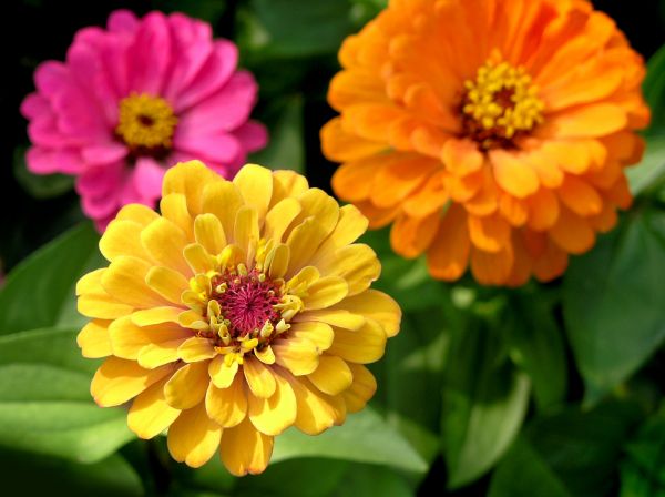 Zinnia Planting in Farmington