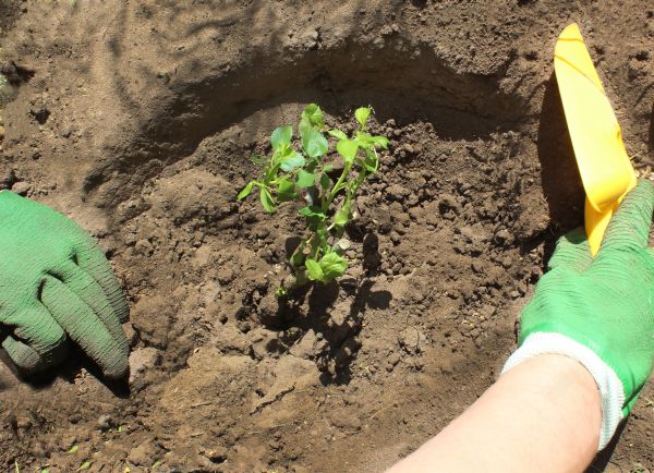 Rose Bush Planting in Farmington