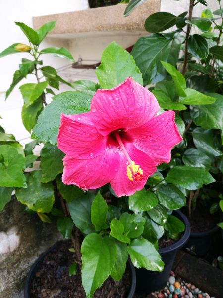 Hibiscus Planting in Farmington