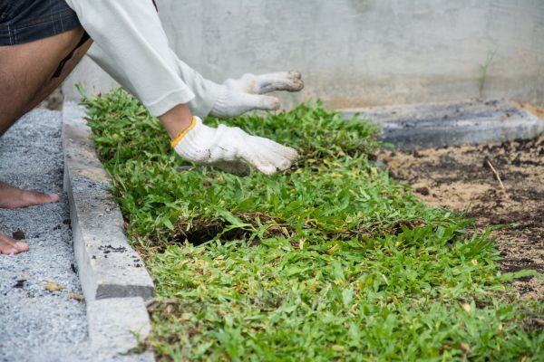 Ground Cover Planting in Farmington