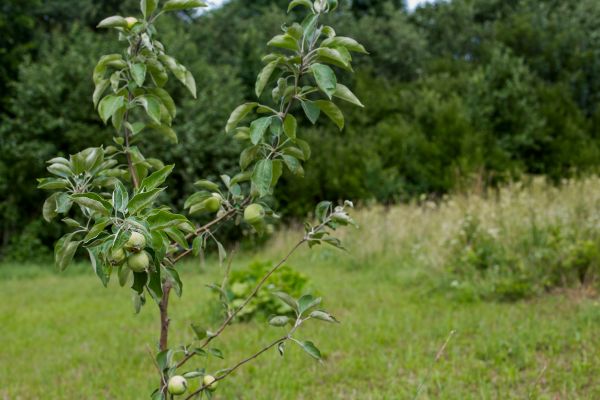 Apple Tree Planting in Farmington