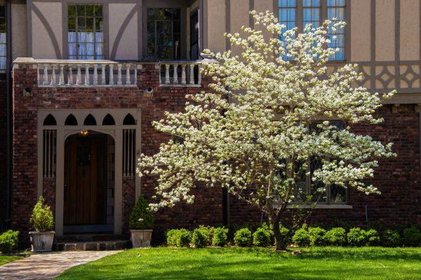 Dogwood Tree Planting in Farmington